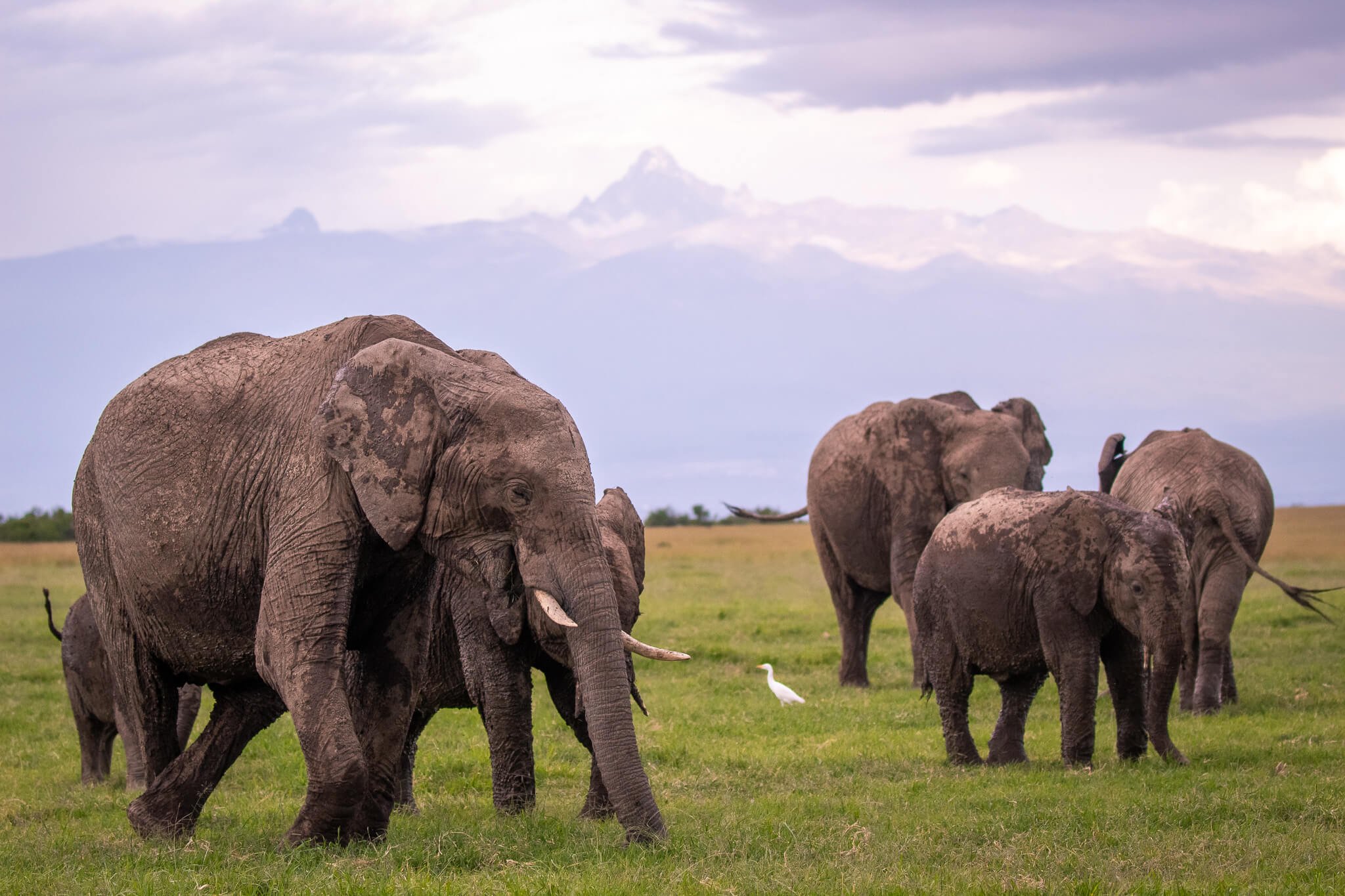 Elephants on the Ol Pejeta conservancy