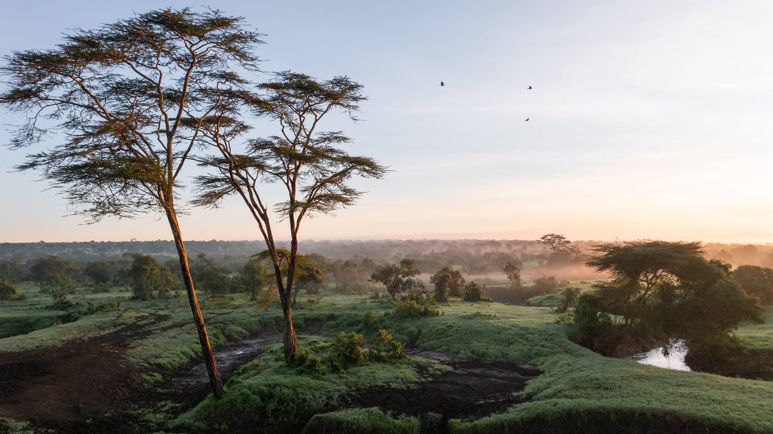 First light over acacia trees on the Ol Pejeta conservancy